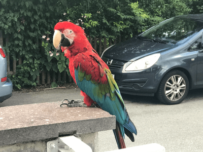 Animals