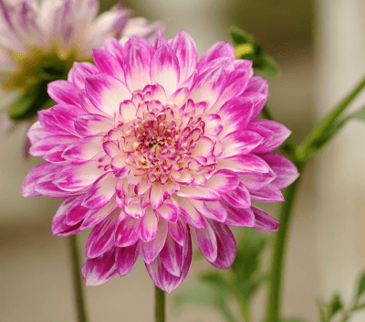 Dahlia is a genus of bushy, tuberous, herbaceous perennial plants native to Mexico. They have showy flowers in shades of pink, red, yellow, orange, and white, and are popular in gardens and as cut flowers.
