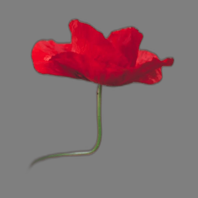 Moon Flower is a nocturnal plant that blooms at night and closes during the day. It has large, fragrant white flowers that attract moths. The plant is often used for ornamental purposes and has medicinal properties.