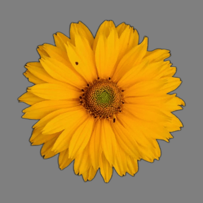 Yellow Flower 2 is a vibrant and cheerful flower with bright yellow petals and a sunny disposition. It adds a pop of color to any garden or floral arrangement and symbolizes happiness, friendship, and joy.