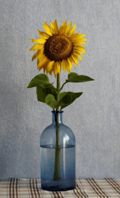 Sunflower is a tall, yellow flower with a large, round center called a "head." It is known for its ability to turn towards the sun and is often used as a symbol of happiness and positivity.