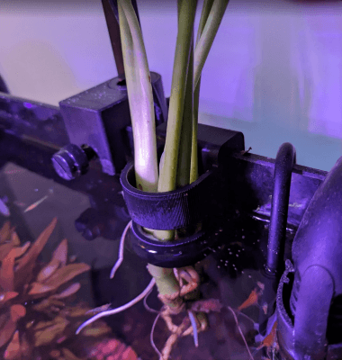 Plant holder